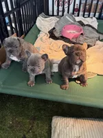 Nico, a male French Bulldog for sale in Cape Coral, FL – Photo 7 of 8