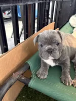 Nico, a male French Bulldog for sale in Cape Coral, FL – Photo 6 of 8