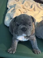 Nico, a male French Bulldog for sale in Cape Coral, FL – Photo 2 of 8