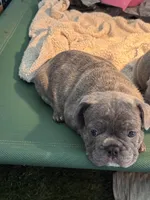 Nico, a male French Bulldog for sale in Cape Coral, FL – Photo 3 of 8