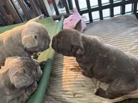 Nico, a male French Bulldog for sale in Cape Coral, FL – Photo 5 of 8