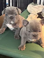 Nico, a male French Bulldog for sale in Cape Coral, FL – Photo 4 of 8