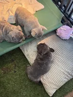 Nico, a male French Bulldog for sale in Cape Coral, FL – Photo 8 of 8