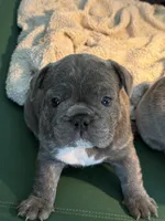 Nico, a male French Bulldog for sale in Cape Coral, FL – Photo 1 of 8