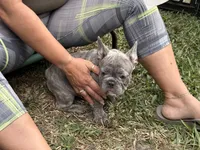 Nico, a male French Bulldog for sale in Cape Coral, FL – 6 of 7