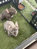 Nico, a male French Bulldog for sale in Cape Coral, FL – 3 of 7
