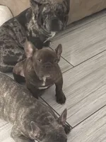 Lili, a female French Bulldog for sale in Cape Coral, FL – 9 of 10