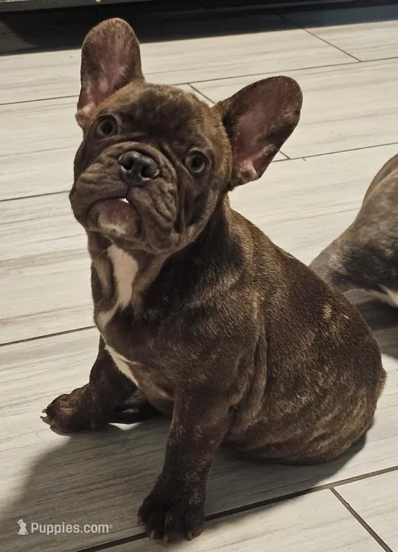 Lili – French Bulldog puppy for sale in Cape Coral, FL