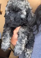 Sophie, a female Poodle - Toy  and Poodle - Miniature  for sale in Tyler, TX – 5 of 6