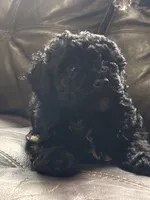 Athena, a female Poodle - Toy  and Poodle - Miniature  for sale in Tyler, TX – 2 of 4
