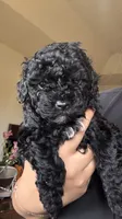 Athena, a female Poodle - Toy  and Poodle - Miniature  for sale in Tyler, TX – 4 of 4