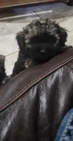 Sophie, a female Poodle - Toy  and Poodle - Miniature  for sale in Tyler, TX – 2 of 6