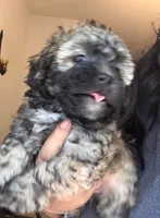Rocky, a male Poodle - Toy  and Poodle - Miniature  for sale in Tyler, TX – 6 of 7