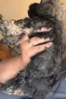 Sophie, a female Poodle - Toy  and Poodle - Miniature  for sale in Tyler, TX – 4 of 6