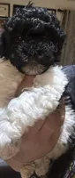 Oddie, a male Poodle - Toy  and Poodle - Miniature  for sale in Tyler, TX – 4 of 7