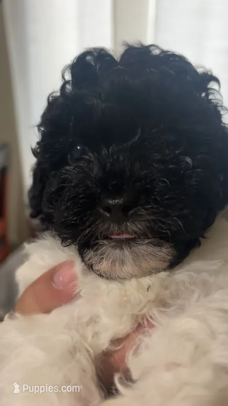 Oddie – Poodle - Toy , Poodle - Miniature  puppy for sale in Tyler, TX