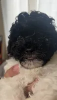 Oddie, a male Poodle - Toy  and Poodle - Miniature  for sale in Tyler, TX – 1 of 7