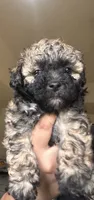 Rocky, a male Poodle - Toy  and Poodle - Miniature  for sale in Tyler, TX – 2 of 7