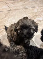 Rocky, a male Poodle - Toy  and Poodle - Miniature  for sale in Tyler, TX – 7 of 7