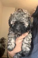 Rocky, a male Poodle - Toy  and Poodle - Miniature  for sale in Tyler, TX – 4 of 7