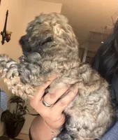 Rocky, a male Poodle - Toy  and Poodle - Miniature  for sale in Tyler, TX – 5 of 7