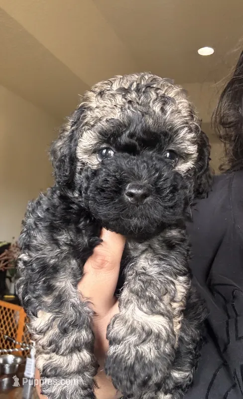 Sophie – Poodle - Toy , Poodle - Miniature  puppy for sale in Tyler, TX
