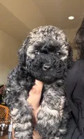 Sophie, a female Poodle - Toy  and Poodle - Miniature  for sale in Tyler, TX – 1 of 6