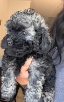 Sophie, a female Poodle - Toy  and Poodle - Miniature  for sale in Tyler, TX – 6 of 6