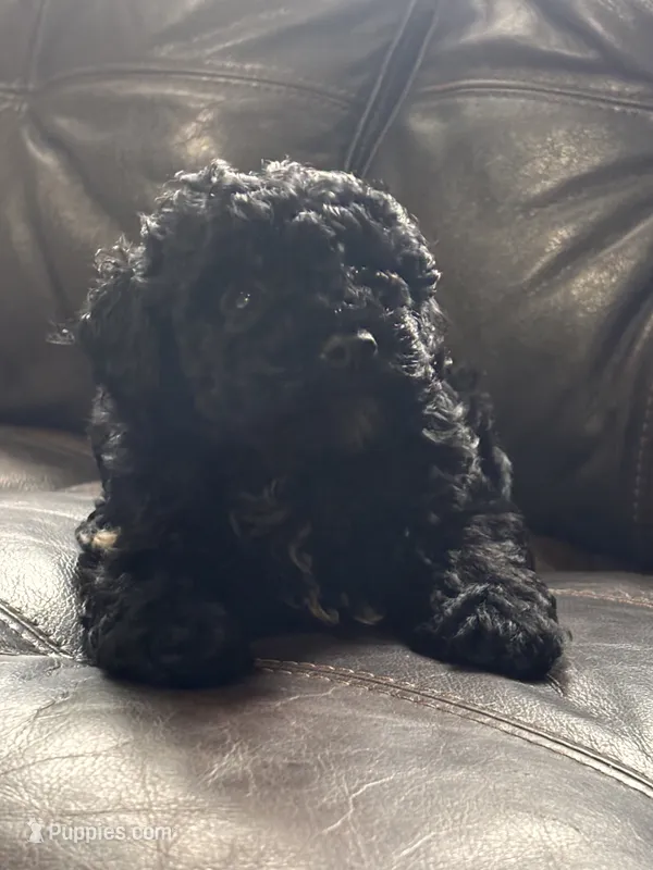 Athena – Poodle - Toy , Poodle - Miniature  puppy for sale in Tyler, TX