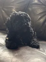 Athena, a female Poodle - Toy  and Poodle - Miniature  for sale in Tyler, TX – 1 of 4