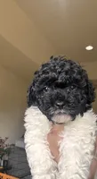 Oddie, a male Poodle - Toy  and Poodle - Miniature  for sale in Tyler, TX – 3 of 7