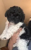 Oddie, a male Poodle - Toy  and Poodle - Miniature  for sale in Tyler, TX – 7 of 7