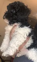 Oddie, a male Poodle - Toy  and Poodle - Miniature  for sale in Tyler, TX – 6 of 7