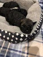 Sophie, a female Poodle - Toy  and Poodle - Miniature  for sale in Tyler, TX – 3 of 6