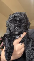 Athena, a female Poodle - Toy  and Poodle - Miniature  for sale in Tyler, TX – 3 of 4