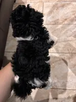 Oddie, a male Poodle - Toy  and Poodle - Miniature  for sale in Tyler, TX – 2 of 7