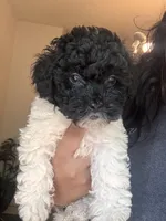 Oddie, a male Poodle - Toy  and Poodle - Miniature  for sale in Tyler, TX – 5 of 7