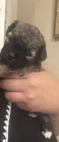 Rocky, a male Poodle - Toy  and Poodle - Miniature  for sale in Tyler, TX – 3 of 7