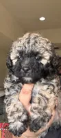 Rocky, a male Poodle - Toy  and Poodle - Miniature  for sale in Tyler, TX – 1 of 7