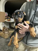 Marley, a female Rottweiler for sale in Barker, NY – 1 of 4
