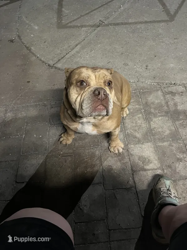 Ginger – American Bully puppy for sale in Barker, NY