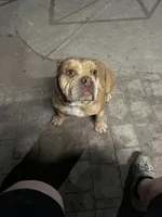 Ginger, a female American Bully for sale in Barker, NY – 1 of 6