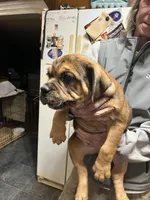 Charlie, a male Rottweiler and American Bully for sale in Barker, NY – 4 of 7