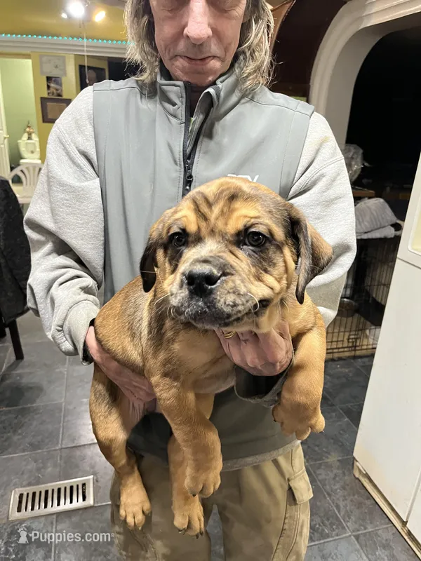 Charlie – Rottweiler, American Bully puppy for sale in Barker, NY