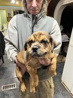Charlie, a male Rottweiler and American Bully for sale in Barker, NY – 1 of 7