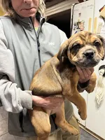 Charlie, a male Rottweiler and American Bully for sale in Barker, NY – 7 of 7