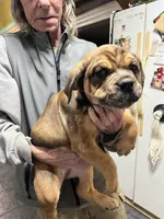 Charlie, a male Rottweiler and American Bully for sale in Barker, NY – 3 of 7