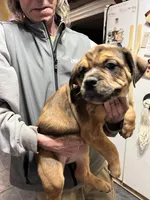 Charlie, a male Rottweiler and American Bully for sale in Barker, NY – 2 of 7