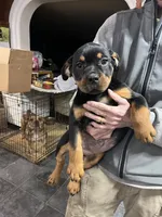 Marley, a female Rottweiler for sale in Barker, NY – 2 of 4