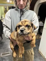Rusty, a male Rottweiler for sale in Barker, NY – 3 of 3